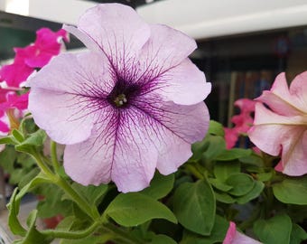 Petunia nana Seeds in Mix,Original From Greece Fresh seeds 0.20gr approx. 800-100 seeds
