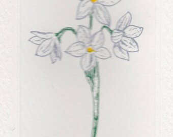 PAPERWHITES FOLDOVER NOTE