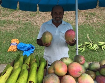 Giant mango live grafted tree from Puerto Rico