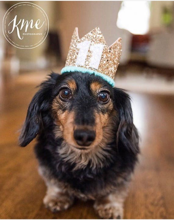 Dog Birthday Crown Hat || Animal Party Hat || Cat Kitty Puppy Pig Birthday Crown Hat || Add Any Number