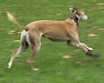 Dog boots for greyhound or dogs with allergies