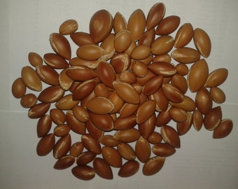 VERY RARE 30pcs of Argan Tree Seeds from Morocco New Harvest