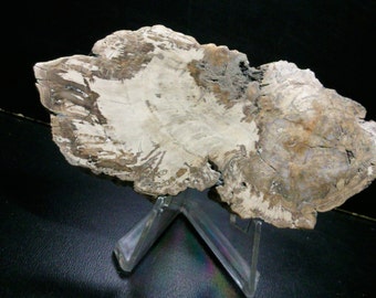 Slice of wood Auraucaria on base