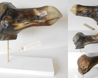 Dodo - Head of Oxford (Raphus cucullatus)