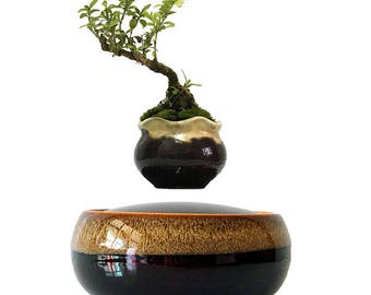 Oriental Chocolate air bonsai levitating tree pot