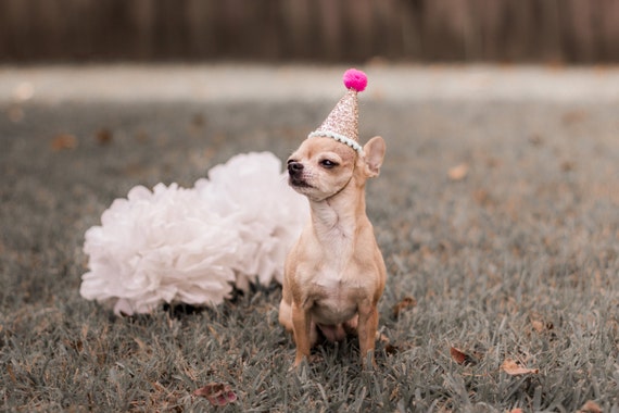 Dog Birthday Hats || Animal Hat || Dog Crown || Busters Party Shop || Cat Birthday Crown || Pale Gold + Fuschia + Mint