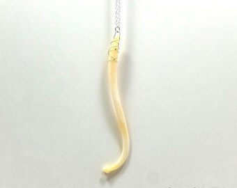 Raccoon Penis Bone Necklace - Raccoon Baculum - FREE SHIPPING - Raccoon Necklace - Penis Necklace - Penis Bone - Penis Pendant