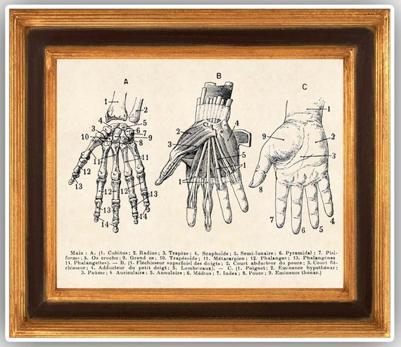 Skeleton Hand Anatomy Hand educational chart education