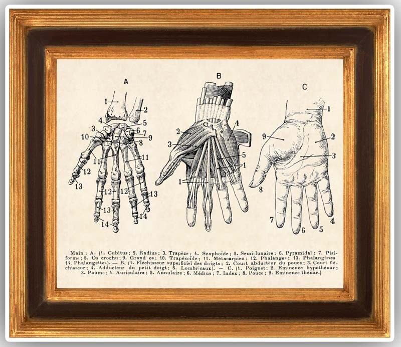 Skeleton Hand Anatomy Hand educational chart education