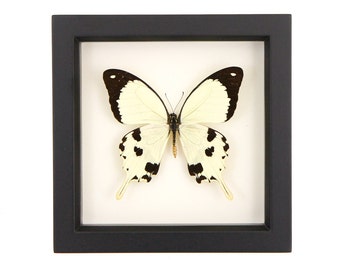 Butterfly Shadow Box Taxidermied Display