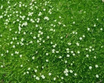 LIVE 6 Moss Groundcover Plants From 2" Plug