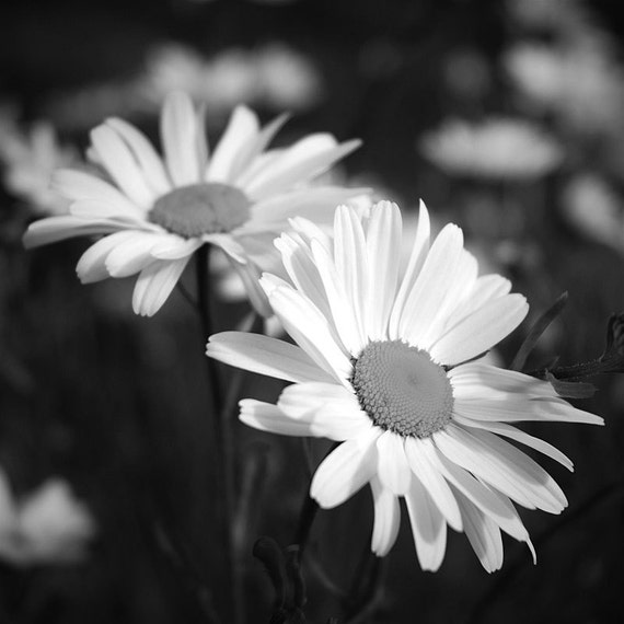 Daisy photo black and white flower flower photo photo of