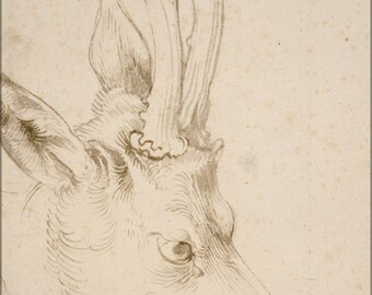 Poster, Many Sizes Available; Albrecht Durer Head Of A Roebuck