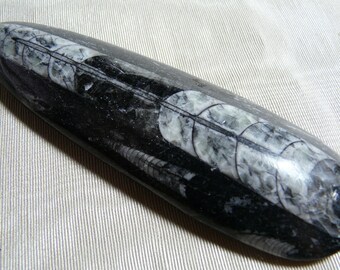 fossil Orthoceras cousin to the Squid