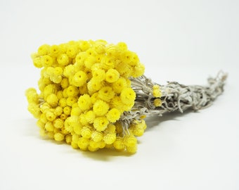 Helichrysum immortelle, Everlast Dried Flowers, preserved flowers, yellow flowers, wedding decor, wedding flowers home decor dried flowers