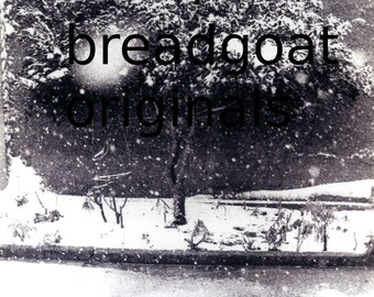 Snowflake & Tree - Atsiki Lemnos - Black and White Photograph