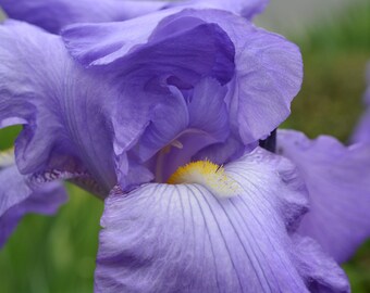 Blue Iris Canvas Print #978