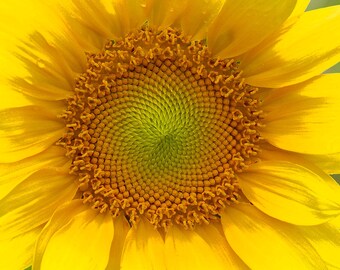 Summer Sunshine