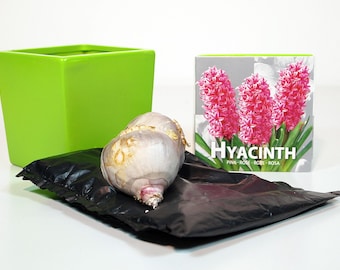 Indoor Hyacinth Kit - 4" Glazed Ceramic Pot - 3 Bulbs plus Soil