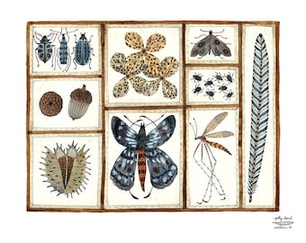 LARGE Nature Collection Print, giclee print, watercolor print, moth specimens, insect illustration