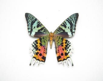 One Real Madagascar Sunset Moth Butterfly Chrysiridia rhipheus