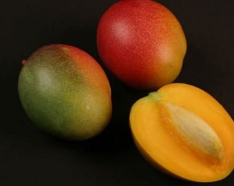 Haden variety grafted mango tree from Puerto Rico