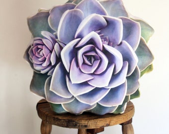 Succulent pillow Echeveria PVN (Perle von Nürnberg)