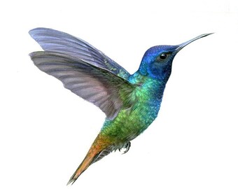 Hummingbird Pencil Drawing Art Print (Wall Art) Available as Greeting Card