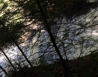 Tree Silhouette