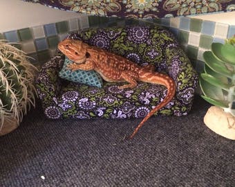 Small bearded dragon couch