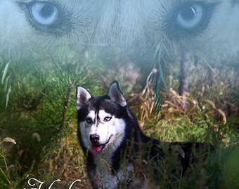 Fleece Blanket Blue Eyed Husky or Throw