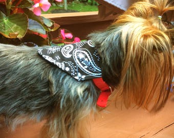 Black Paisley Bandana Small