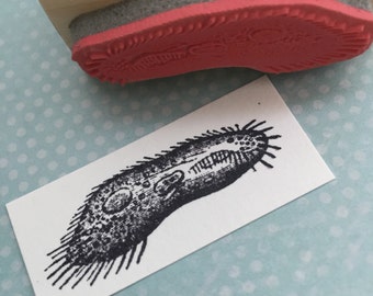 Paramecium Microbe Rubber Stamp