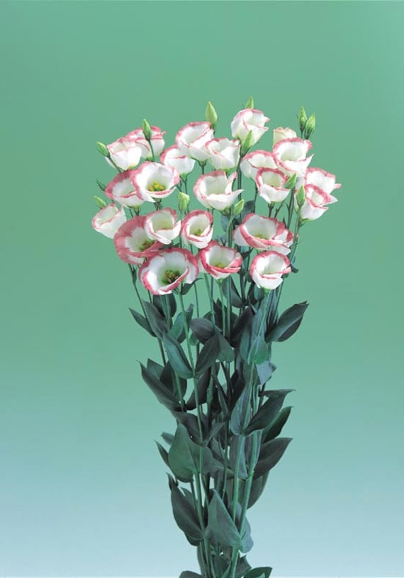 20 eustoma seeds SAPPHIRE PINK RIM lisianthus seeds ...