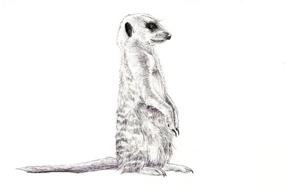 Meerkat art print of an original drawing available 5x7 