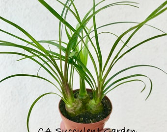 Beaucarnea recurvata Ponytail Palm Tree, Bottle Palm Tree, Elephant Foot Tree, Nolina recurvata miniature succulent plants in 2" pot