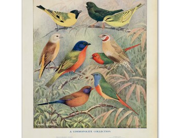 A3 Bird Print Wall Art - Cosmopolite Collection (Print #5)