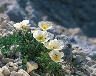 20 Papaver ernesti mayeri Seeds,