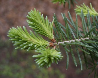 Pine Essential Oil - 2.2 pounds