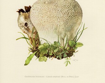 Vintage lithograph of the mosaic puffball from 1962