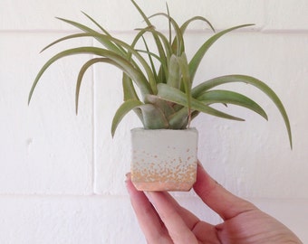 Mini Air Plant Holder | Cube Air Plant Holder | Concrete Air Plant Holder | Mini Cement Cube | Indoor Plants | Air Plant Decor