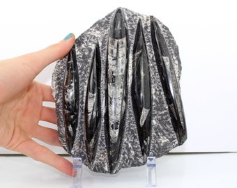 Large Fossilized Orthoceras Shells w/ Stand (1,426 grams, 400 Million Years Old) Real, Natural Fossil Specimen #ORTHO4