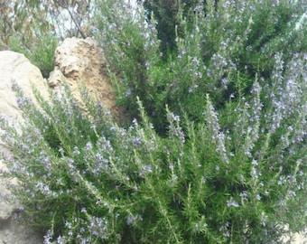 FRESH Rosemary 100% natural dried 200 grams HERB from Athens greek nature