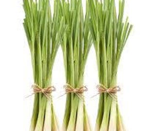HeirloomSupplySuccess Heirloom Lemon Grass / Lemongrass Seeds
