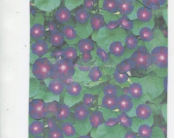 25-Rare-Knowlians Black - morning glory seeds ... for spring 2018 planting season ... check-free seeds ...
