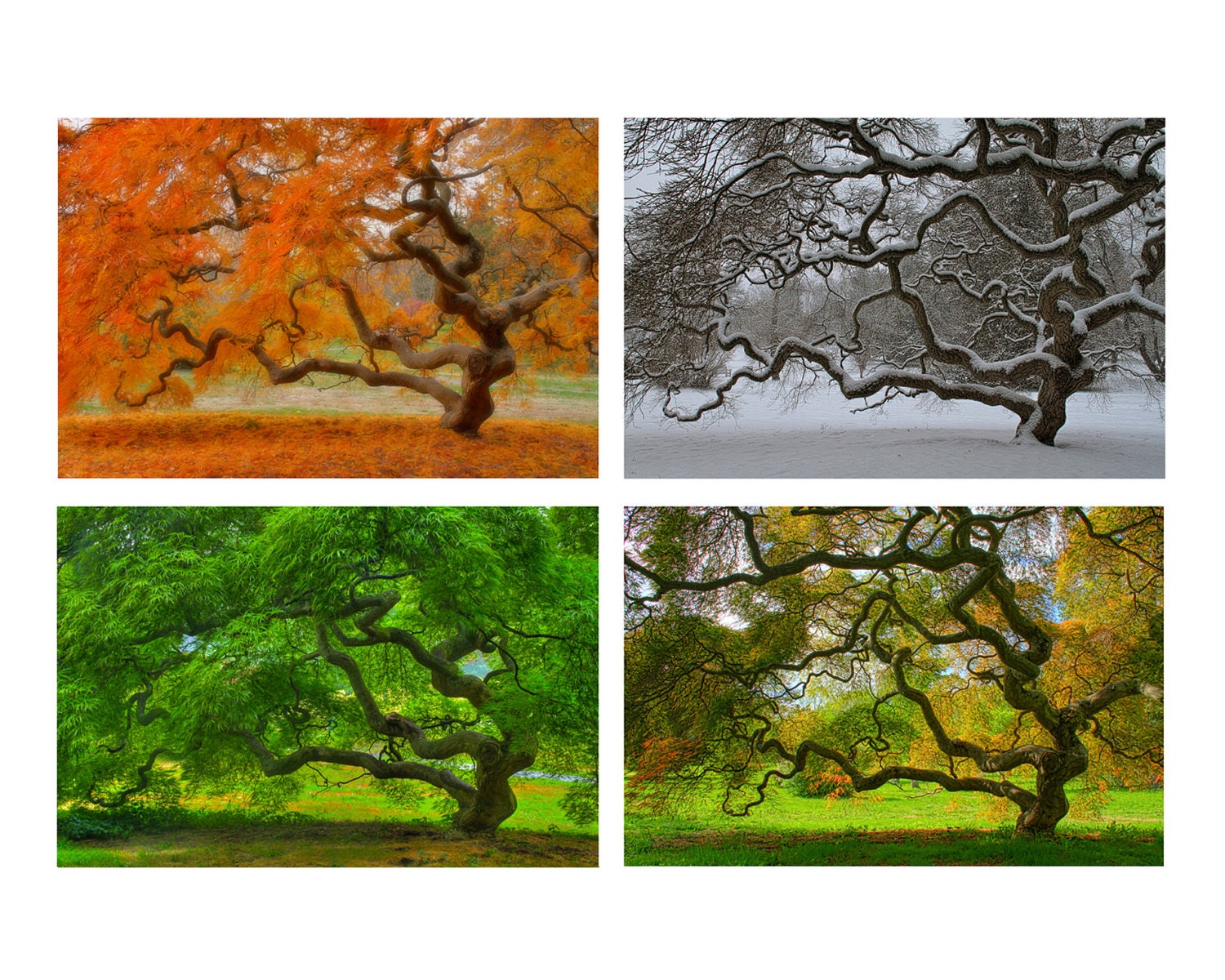 4X6 Print Set Four Seasons Landscape Photography Tree Of Life 🔎zoom - 4X6 Print Set Four Seasons Landscape Photography Tree Of Life