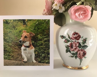 Funny jack russell terrier dog photo greetings card