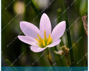 2 Bulbs Rare Zephyranthes Bulbs Rain Lily Rhizome Plant (Not Zephyranthes Seeds) -Variety 11
