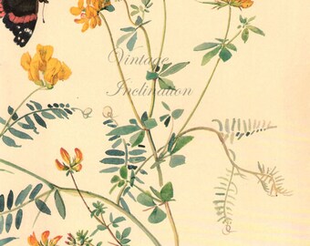 Antique Print, English Flowers Butterflies 96 Edwardian chart beautiful wall art vintage color lithograph illustration 1970 butterfly garden