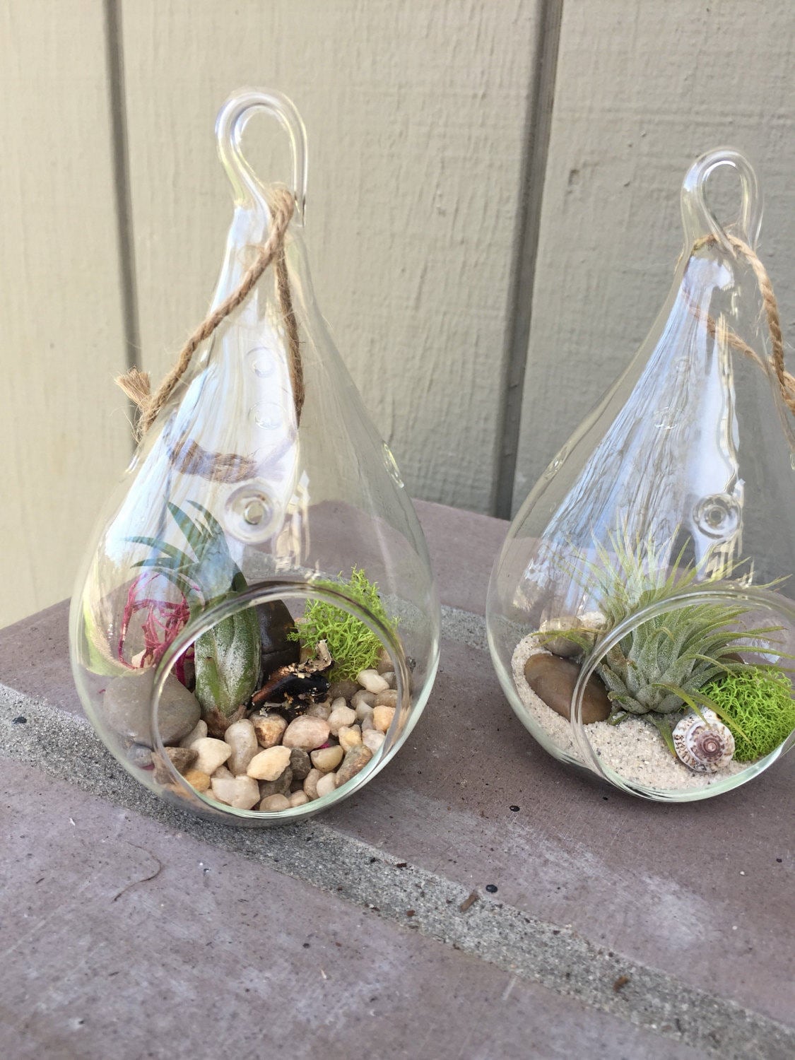 Mini Hanging Glass Terrarium with Air Plants KIT to make